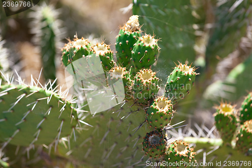 Image of Bush green prickly cactus with spider web