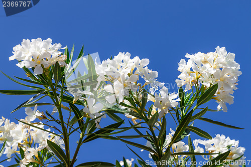Image of Branch of white flowers