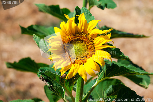 Image of Beautiful yellow sunflower in the field