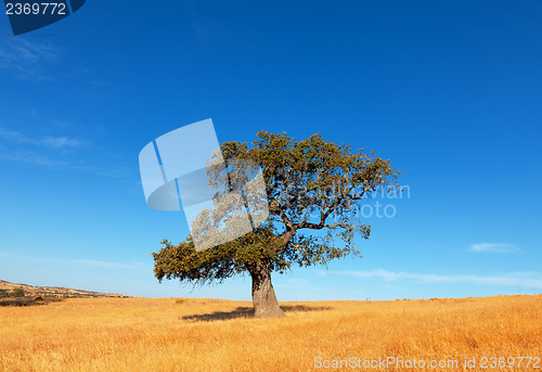 Image of Single tree in a wheat field on a background of blue sky