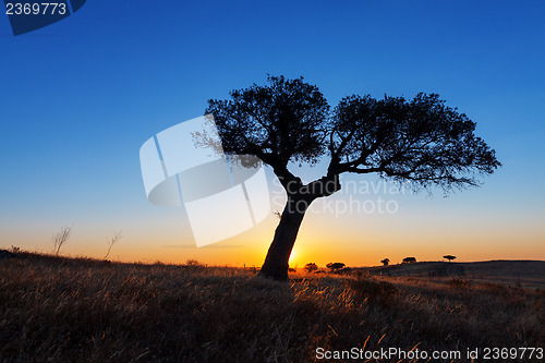 Image of Single tree in a wheat field on a background of sunset