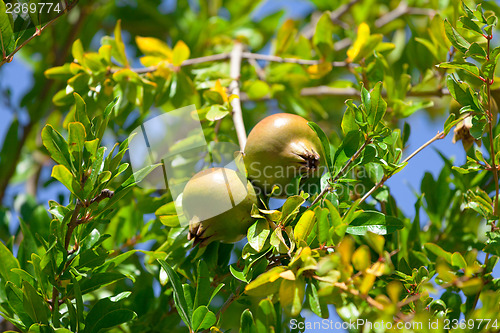 Image of Pomegranate fruit on the green tree