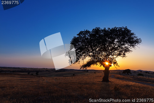 Image of Single tree in a wheat field on a background of sunset