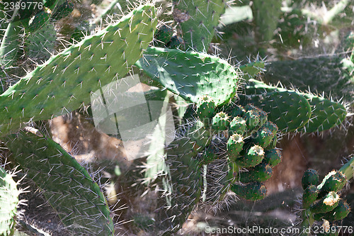 Image of Bush green prickly cactus with spider web