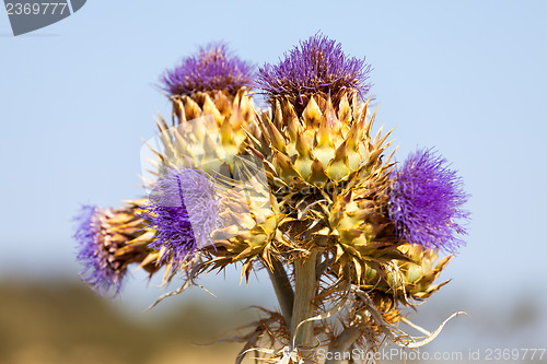 Image of Vibrant milk thistle flowers