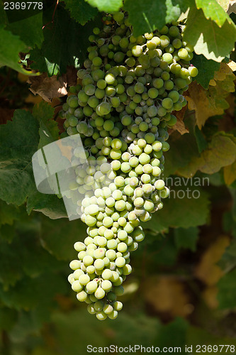 Image of Bunch of green grapes on grapevine in vineyard