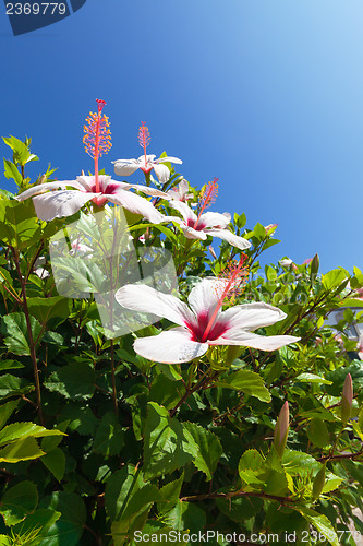 Image of Beautiful bush white flowers with blue sky background