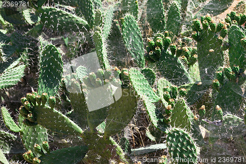 Image of Bush green prickly cactus with spider web