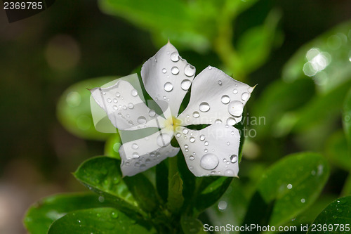 Image of Garden white flower covered with water droplets