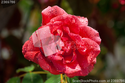Image of Garden red rose covered with water droplets
