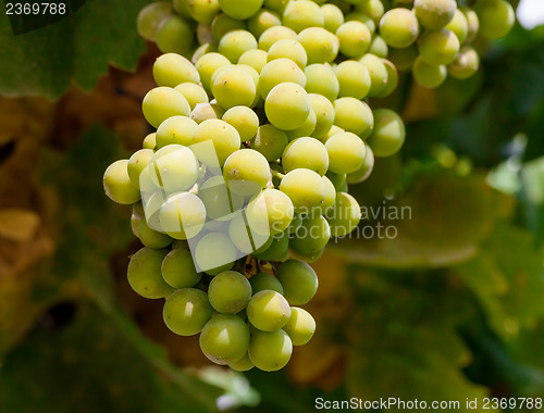 Image of Bunch of green grapes on grapevine in vineyard