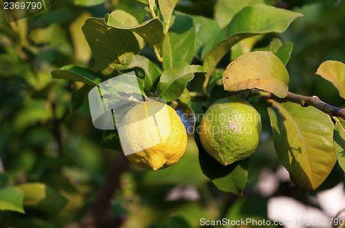 Image of Yellow and green lemons hanging on tree
