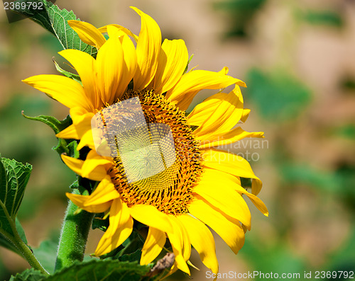 Image of Beautiful yellow sunflower in the field