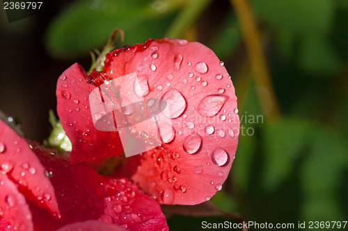 Image of Garden red rose covered with water droplets