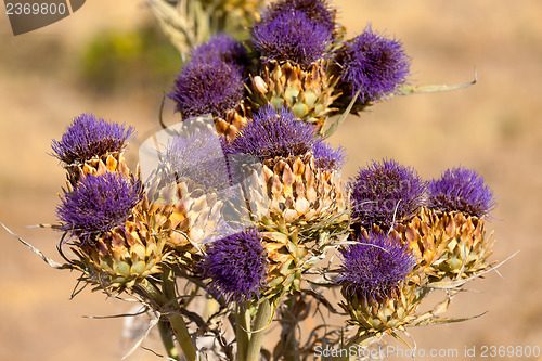 Image of Vibrant milk thistle flowers