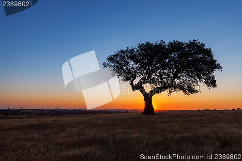 Image of Single tree in a wheat field on a background of sunset