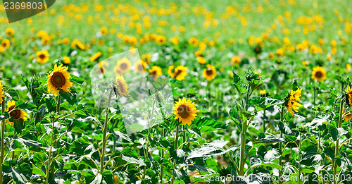 Image of Beautiful yellow sunflowers in the field