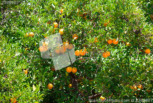 Image of Fresh orange fruits on tree