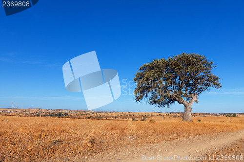 Image of Single tree in a wheat field on a background of blue sky