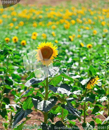 Image of Beautiful yellow sunflowers in the field