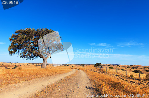 Image of Single tree in a wheat field on a background of blue sky