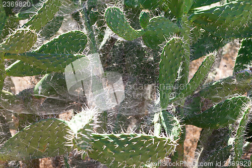 Image of Bush green prickly cactus with spider web