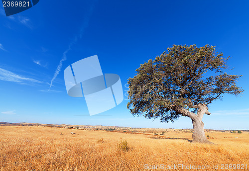 Image of Single tree in a wheat field on a background of blue sky