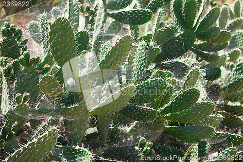 Image of Bush green prickly cactus with spider web