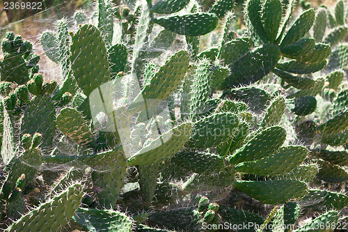 Image of Bush green prickly cactus with spider web