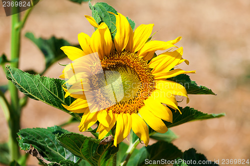 Image of Beautiful yellow sunflower in the field