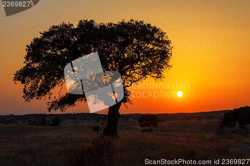 Image of Single tree in a wheat field on a background of sunset