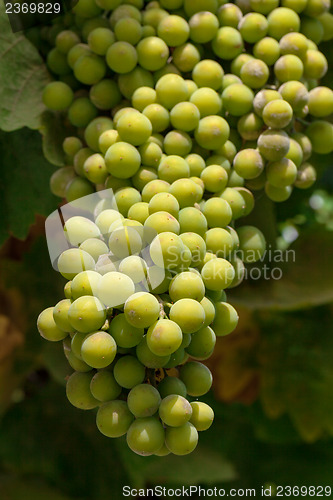 Image of Bunch of green grapes on grapevine in vineyard