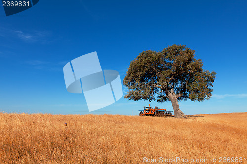 Image of Single tree in a wheat field on a background of blue sky