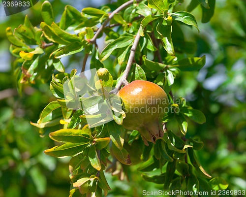Image of Pomegranate fruit on the green tree