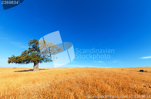 Image of Single tree in a wheat field on a background of blue sky