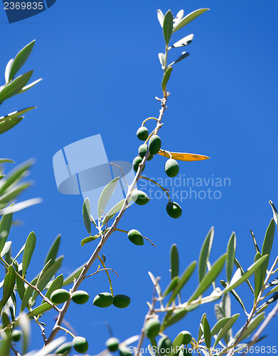 Image of Olive branch with olives