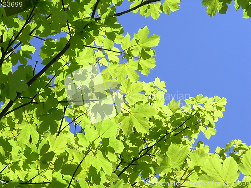 Image of green leaves