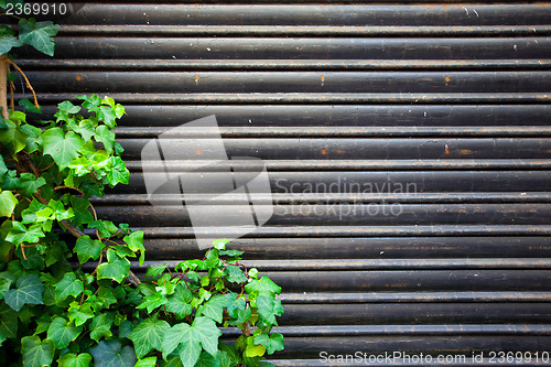 Image of Vintage background with grape leaves