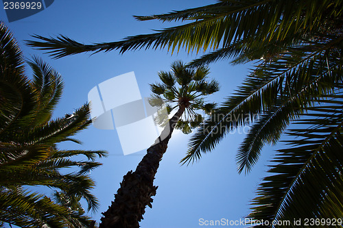 Image of tropical trees