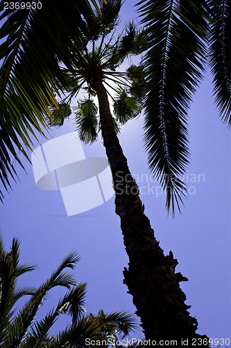 Image of tropical trees