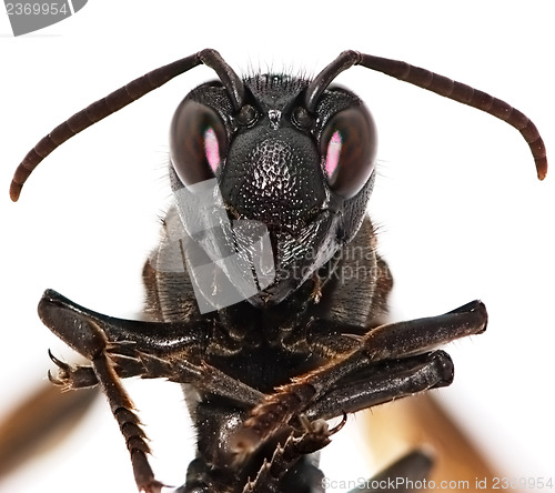 Image of Paper wasp portrait isolated on white background