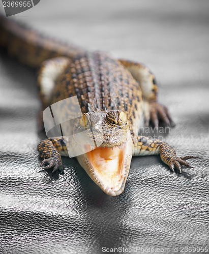 Image of Small crocodile close up