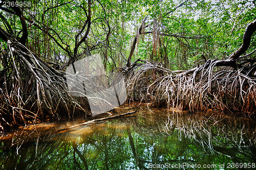 Image of Mangroves in the delta of the tropical river. Sri Lanka