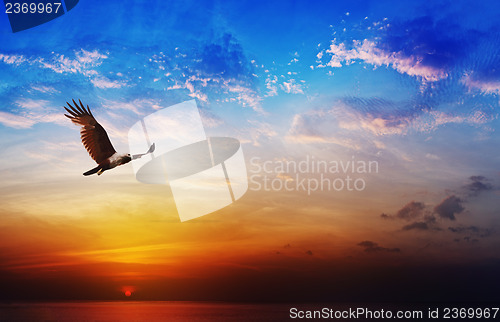 Image of Bird of prey - Brahminy Kite flying on beautiful sunset backgrou