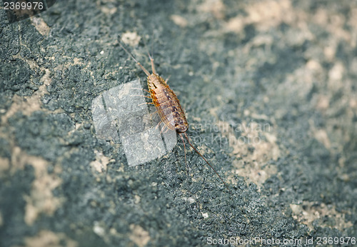 Image of Sea slater (sea louse) on stone background