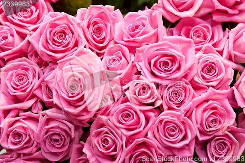Image of roses background