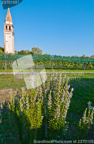 Image of Venice Burano Mazorbo vineyard