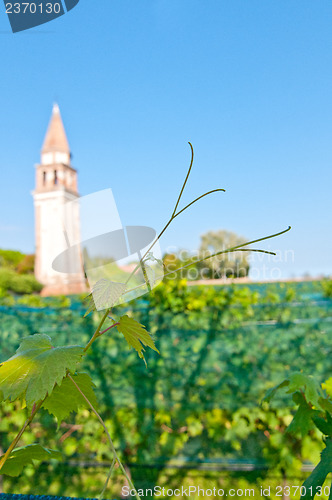 Image of Venice Burano Mazorbo vineyard