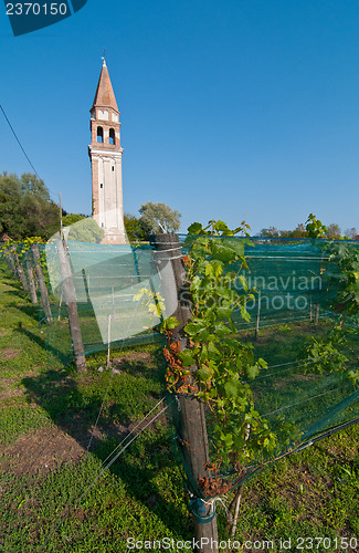 Image of Venice Burano Mazorbo vineyard