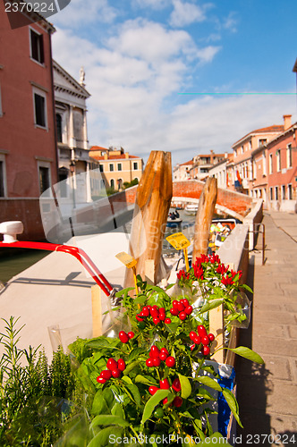 Image of Venice Italy red chili pepper plant